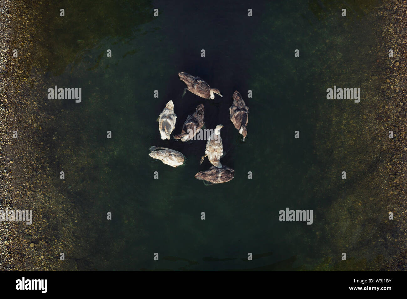 Group of young swans swimming in emerald green pond, view from above Stock Photo