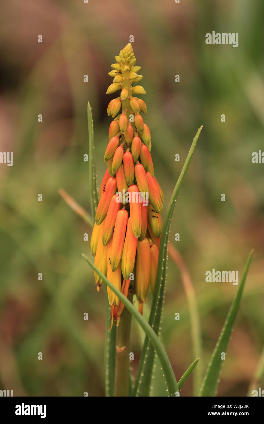 Lily latin name hires stock photography and images Alamy