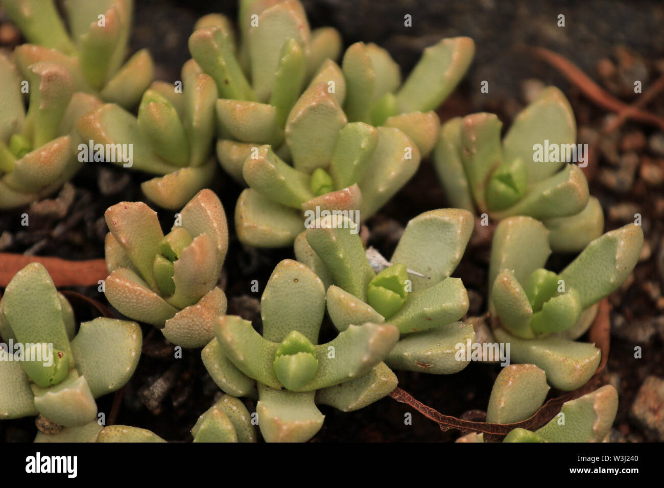 Thick leaves of a succulent in a botanical garden Stock Photo