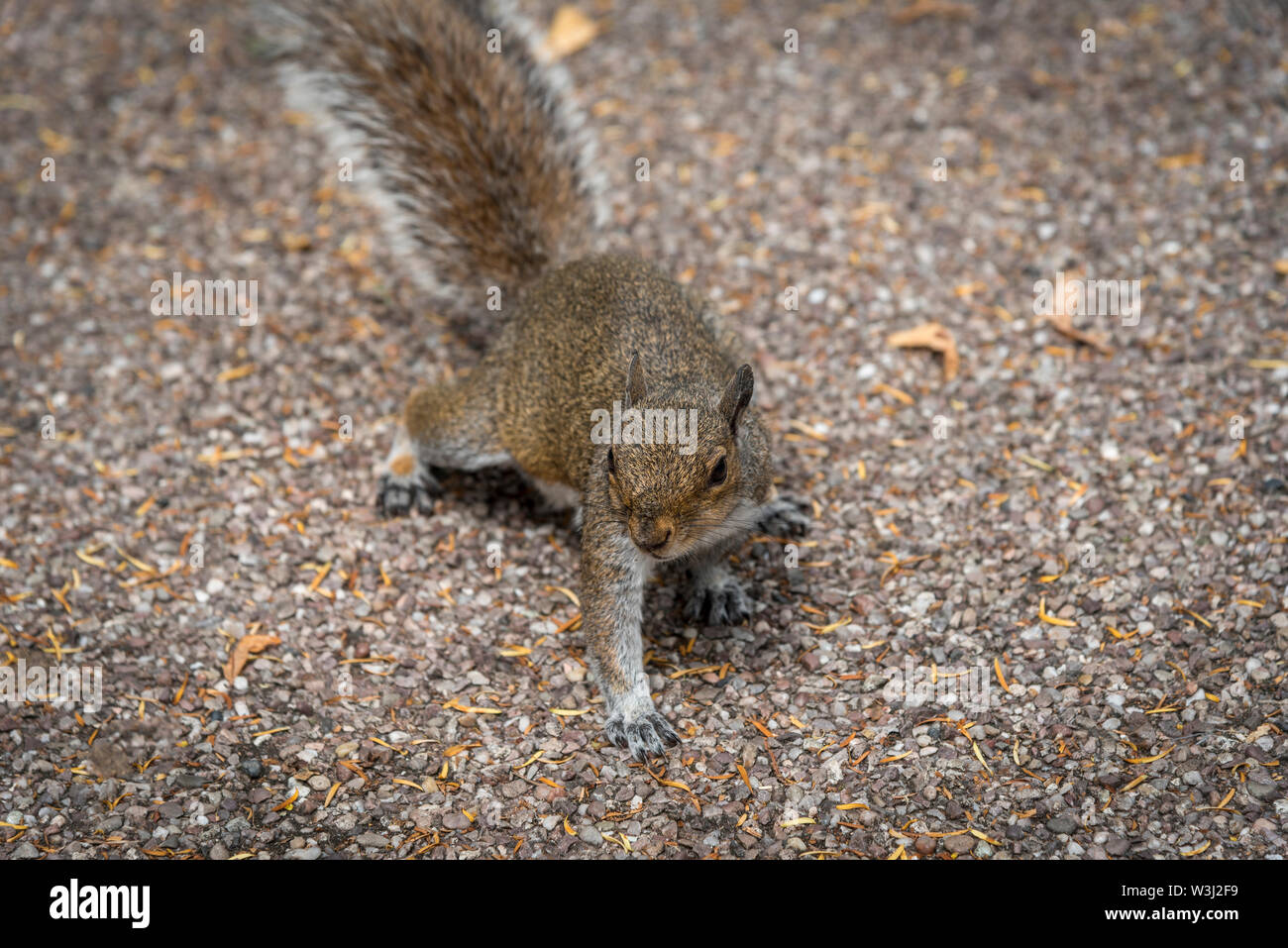 Grey Squirrel. Stock Photo