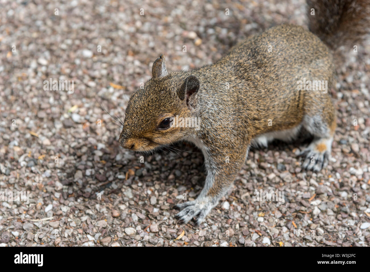 Grey Squirrel. Stock Photo