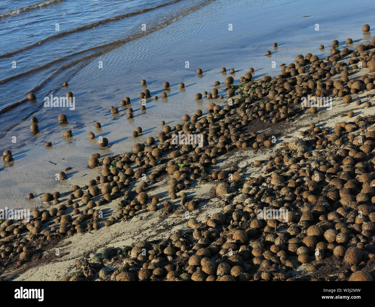 Scene at the beach in Denia, Spain. Balls of plant material formed by
