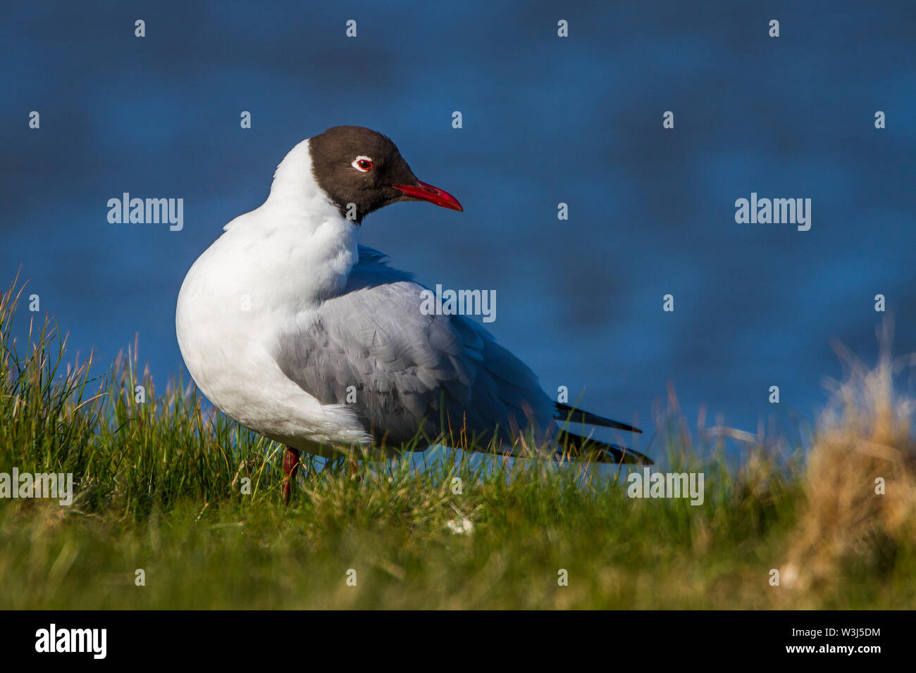 black-headed gull, Lachmöwe (Larus ridibundus) Stock Photo