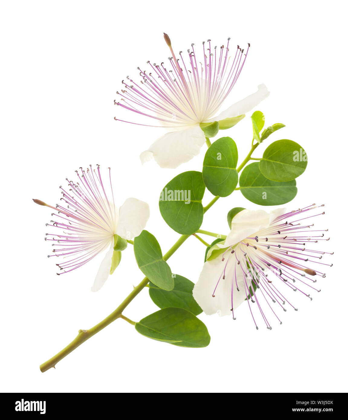 Caper flowers capparis spinosa hires stock photography and images Alamy