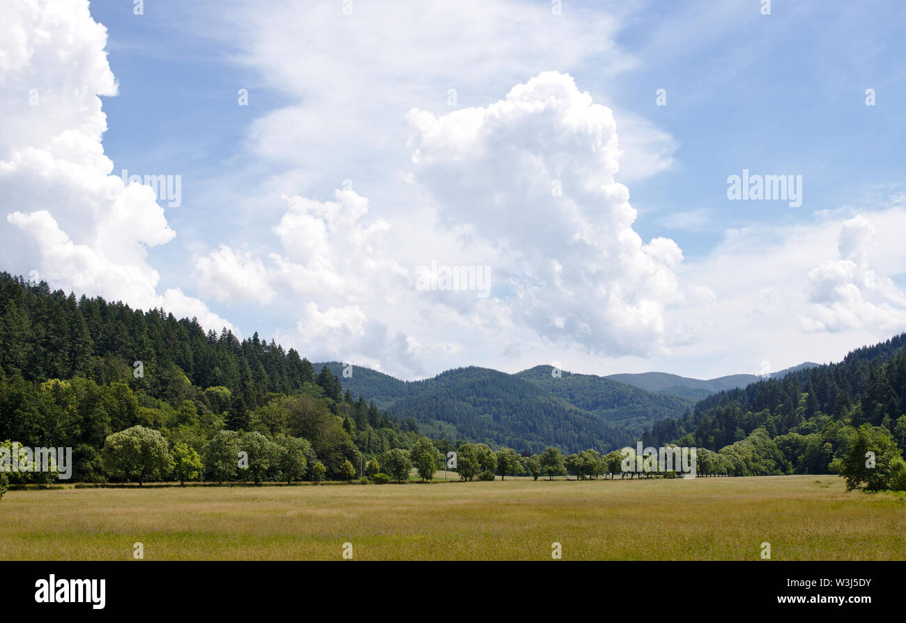 Landscape shot of the green hills of the black forest, germany Stock