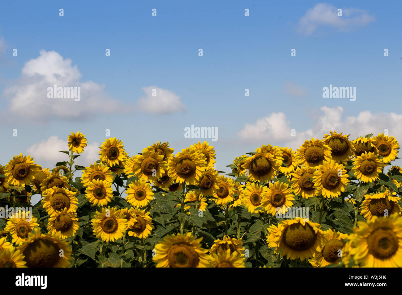 Field of blooming Yellow sunflowers with blue cloudy sky Stock Photo ...