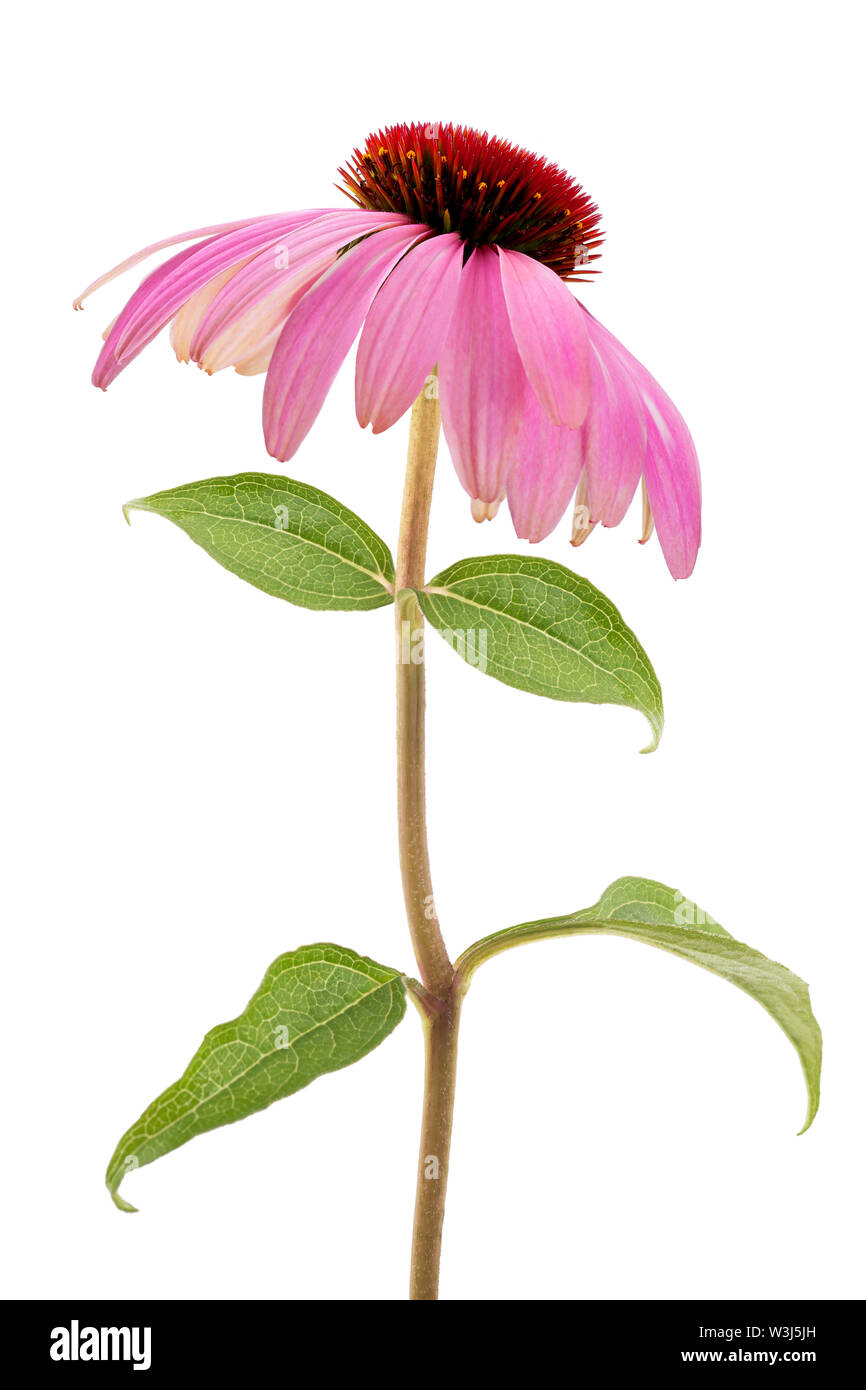 Purple Coneflower isolated on white background Stock Photo - Alamy