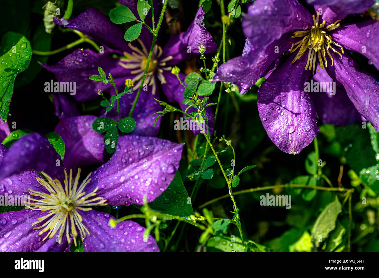 Purple beautiful flower Clematis Jackmanii.drop of water dew Stock Photo