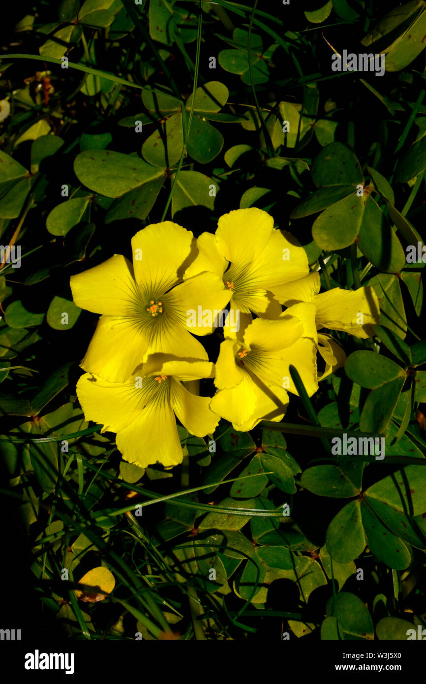 Close-up of the Bermuda Buttercup ( Oxalis pes-caprae ) - a common wildflower in Portugal that is also classed as an invasive species Stock Photo