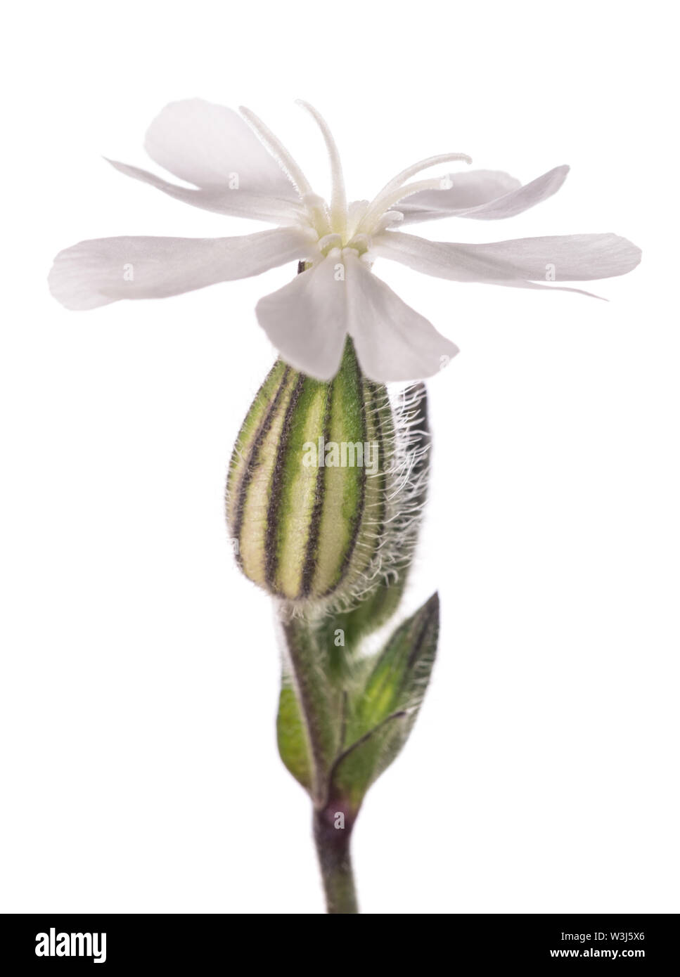white campion flower (Silene latifoglia) isolated on white Stock Photo