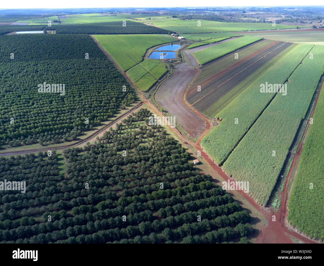 Aerial of macadamia nut plantations which are taking over as a traditional crop from sugarcane. Cordalba Queensland Australia Stock Photo
