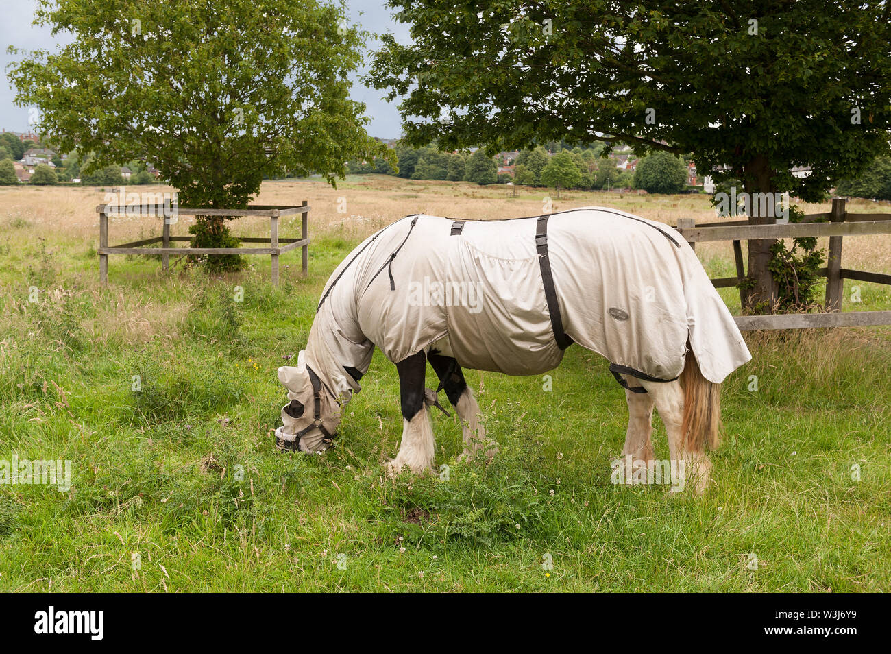Domestic pony, grazing the grass on West Common, covered up with rug coat protect against horse flies & other parasitic insects, midges, mosquitos Stock Photo
