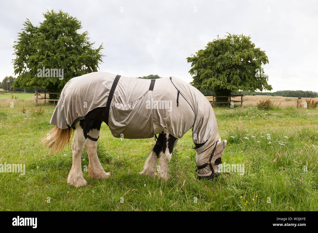 Domestic pony, grazing the grass on West Common, covered up with rug coat protect against horse flies & other parasitic insects, midges, mosquitos Stock Photo
