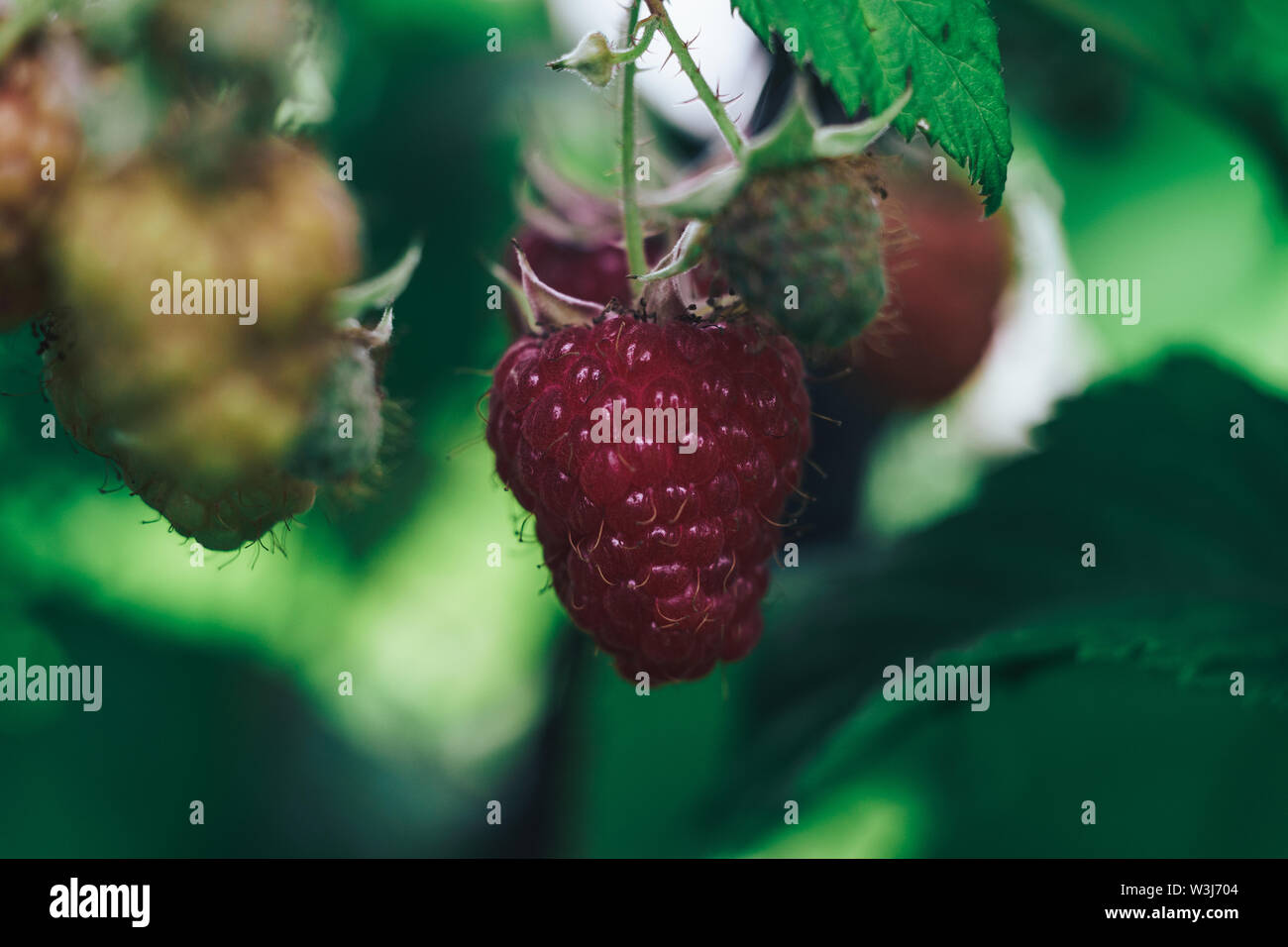Big raspberries hi-res stock photography and images - Alamy