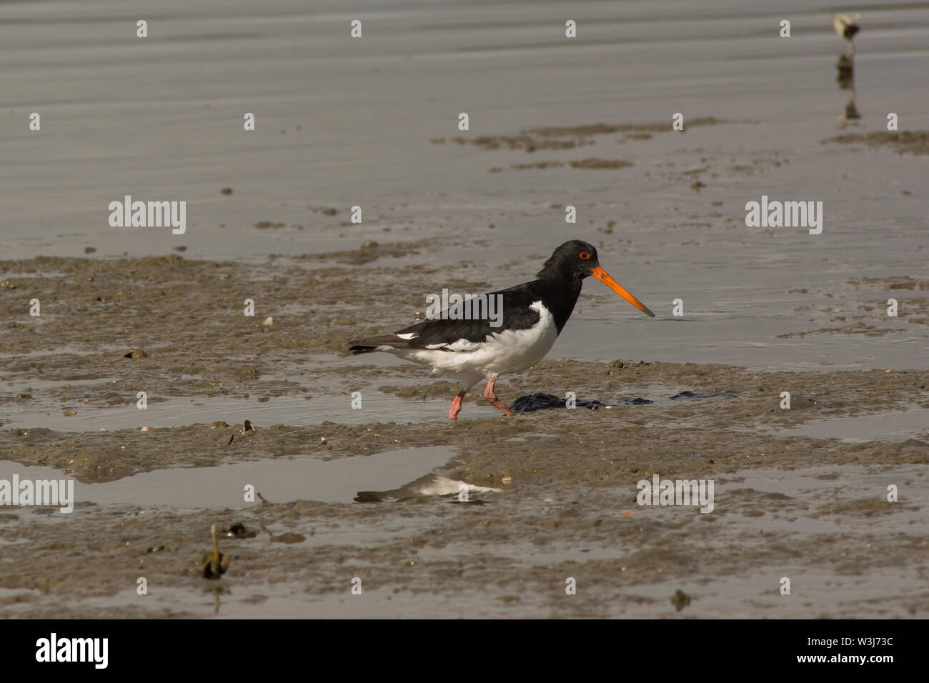 South Island Pied Oystercatcher (Haematopus finschi) wading in mud Stock Photo