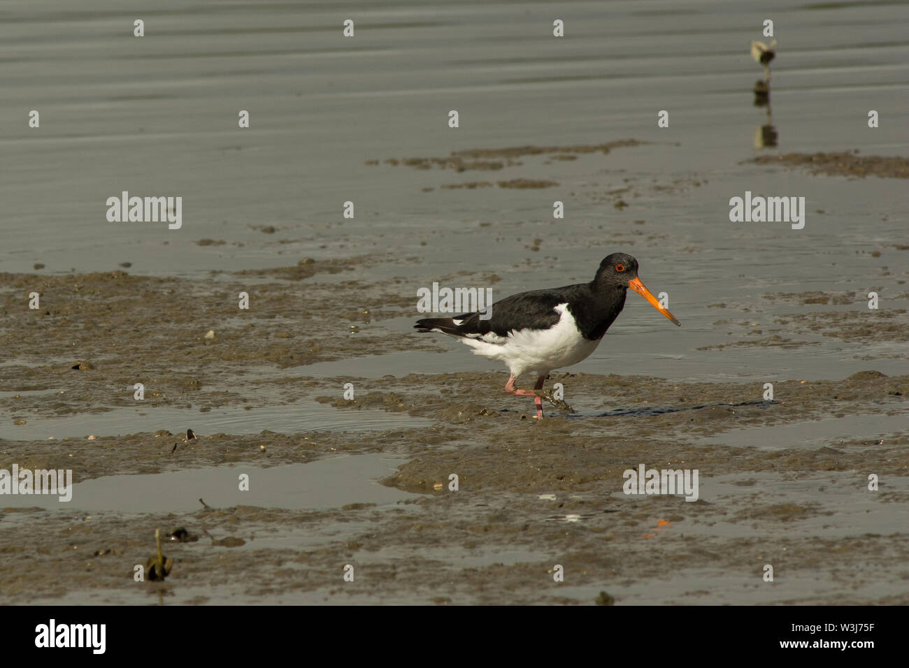 South Island Pied Oystercatcher (Haematopus finschi) wading in mud Stock Photo