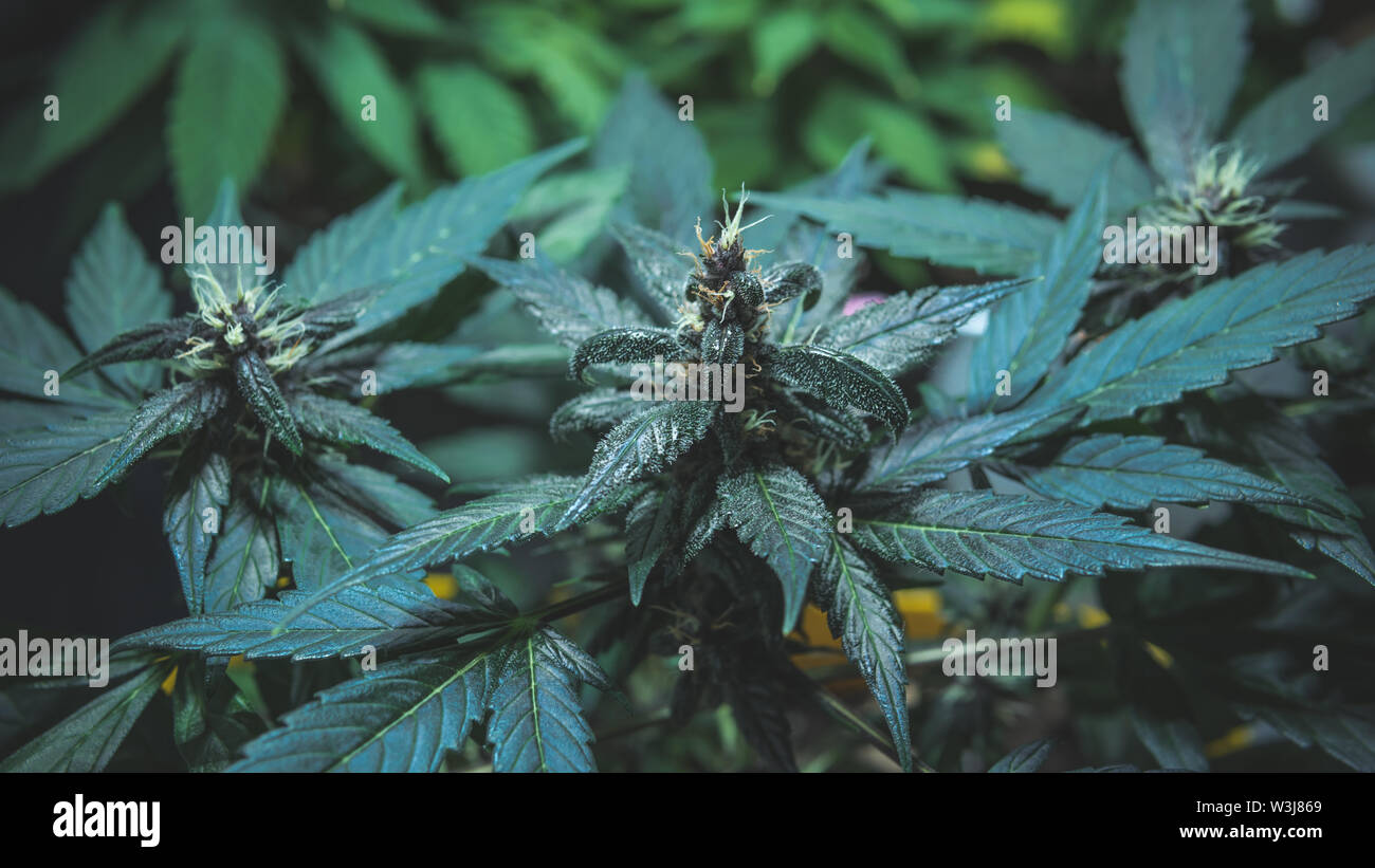 Medical marijuana plant growing indoors. Blooming of cannabis buds close-up. Marijuana is a concept of herbal medicine Stock Photo