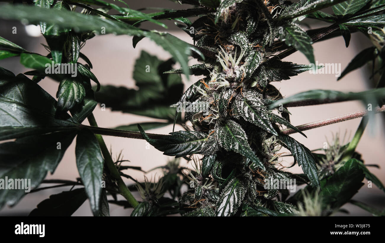 Medical marijuana plant growing indoors. Blooming of cannabis buds close-up. Marijuana is a concept of herbal medicine Stock Photo