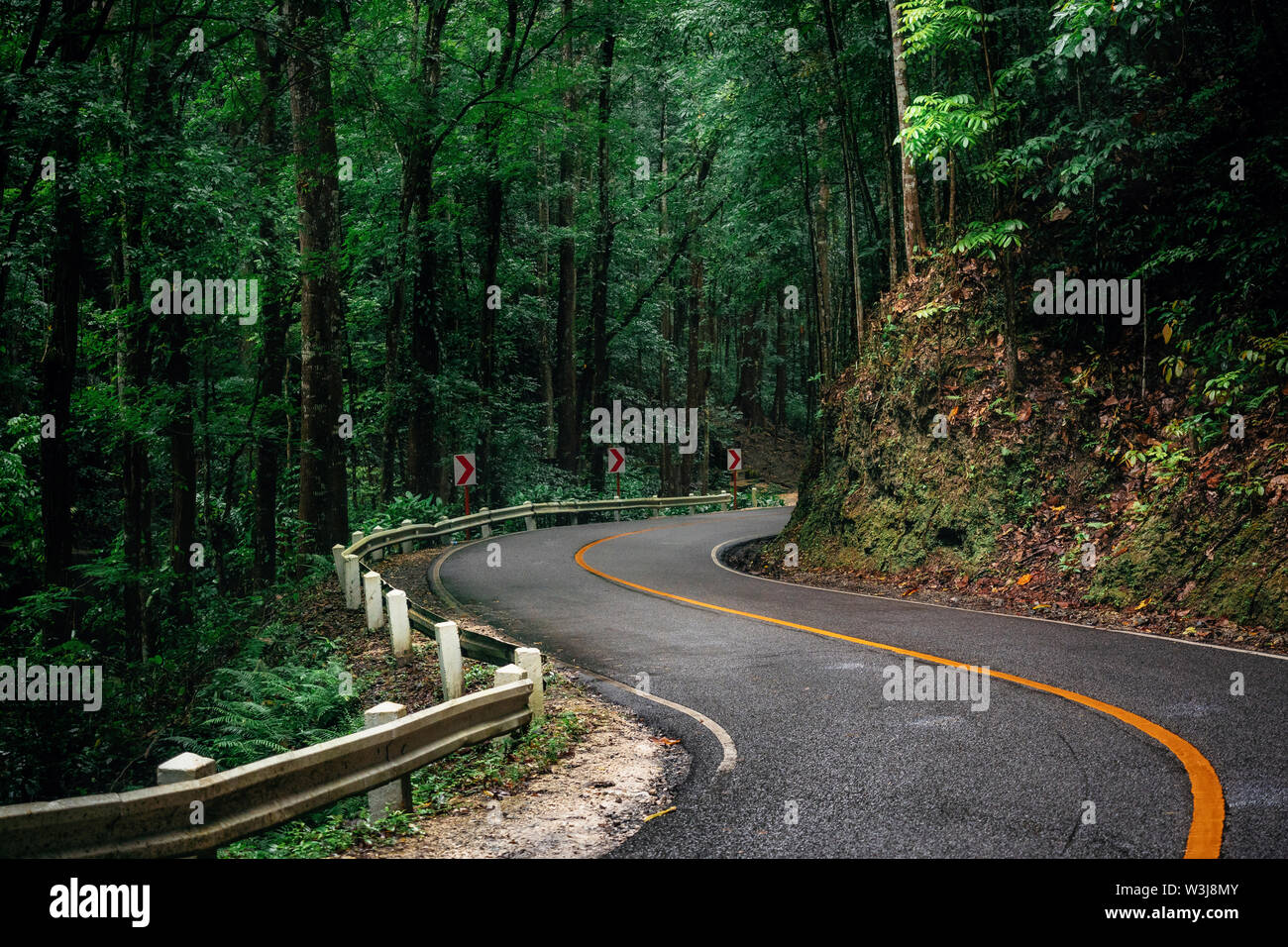 Winding road through green Bilar Man-Made Forest, Bohol, Philippines Stock Photo