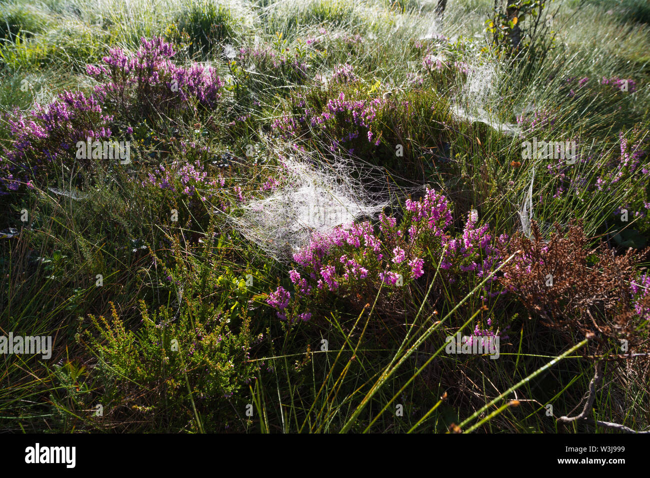 Pink Erica Carnea plant covered with cobwebs with morning dew on it Stock Photo