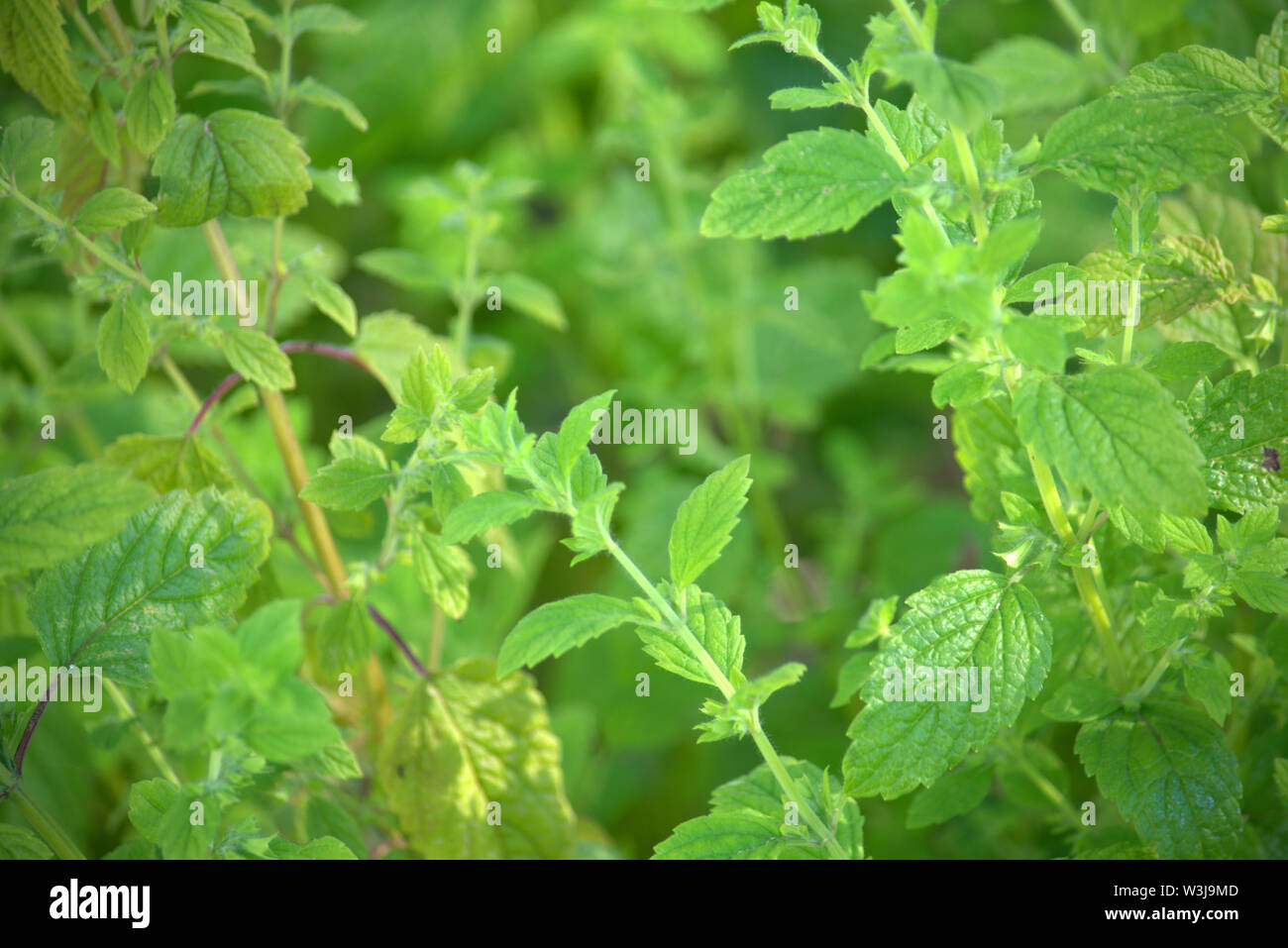 Stems and leaves of herb lemon balm Stock Photo
