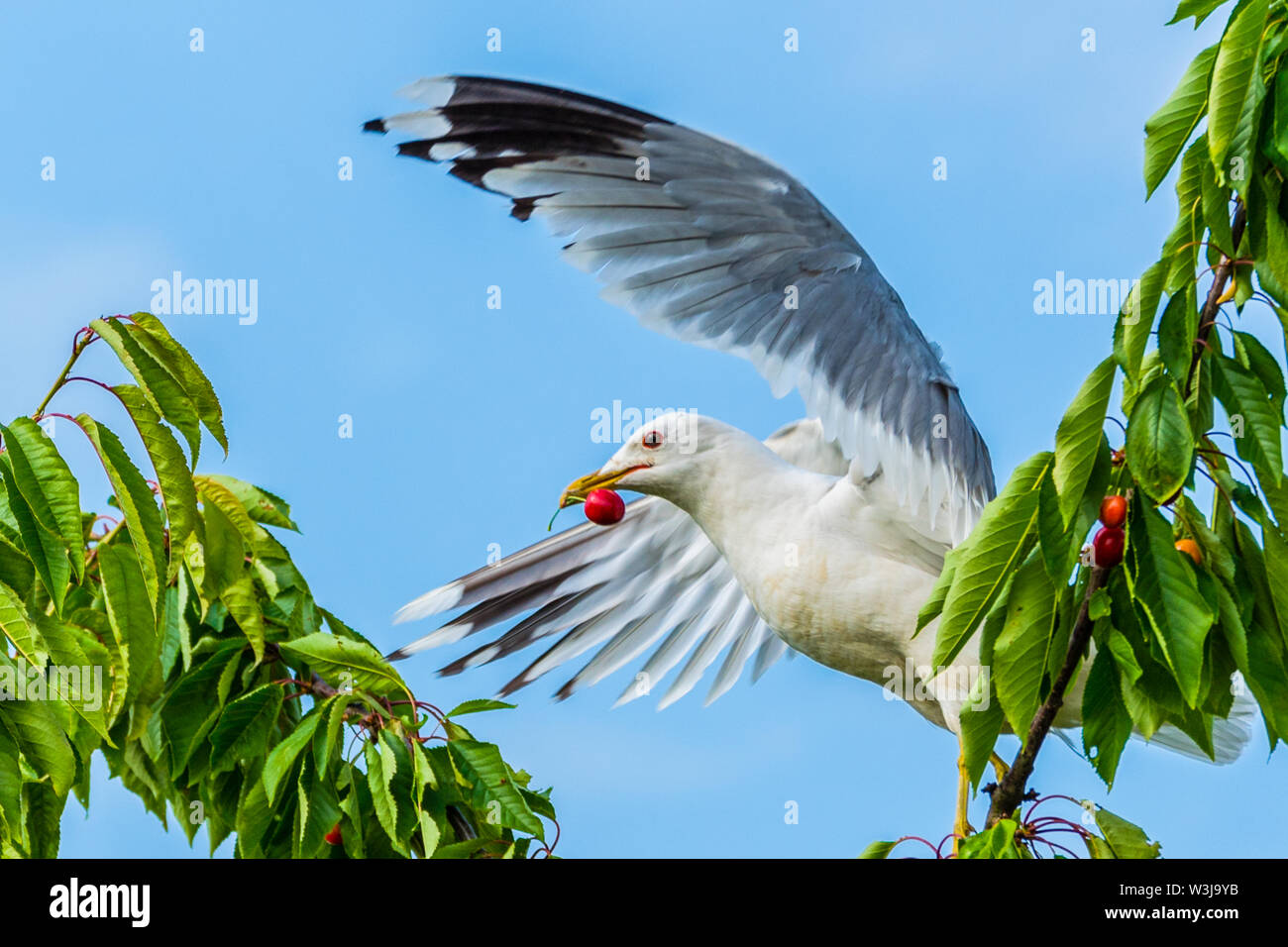 A seagull gets a cherry in flight from a cherry tree Stock Photo