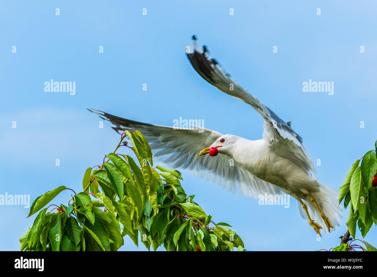 A seagull gets a cherry in flight from a cherry tree Stock Photo