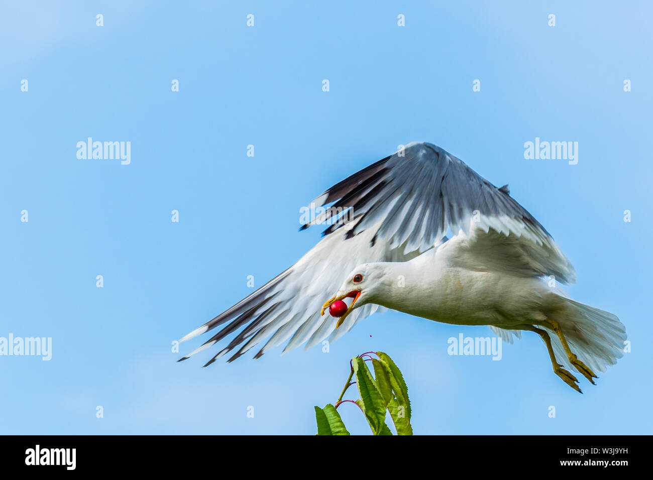 A seagull gets a cherry in flight from a cherry tree Stock Photo