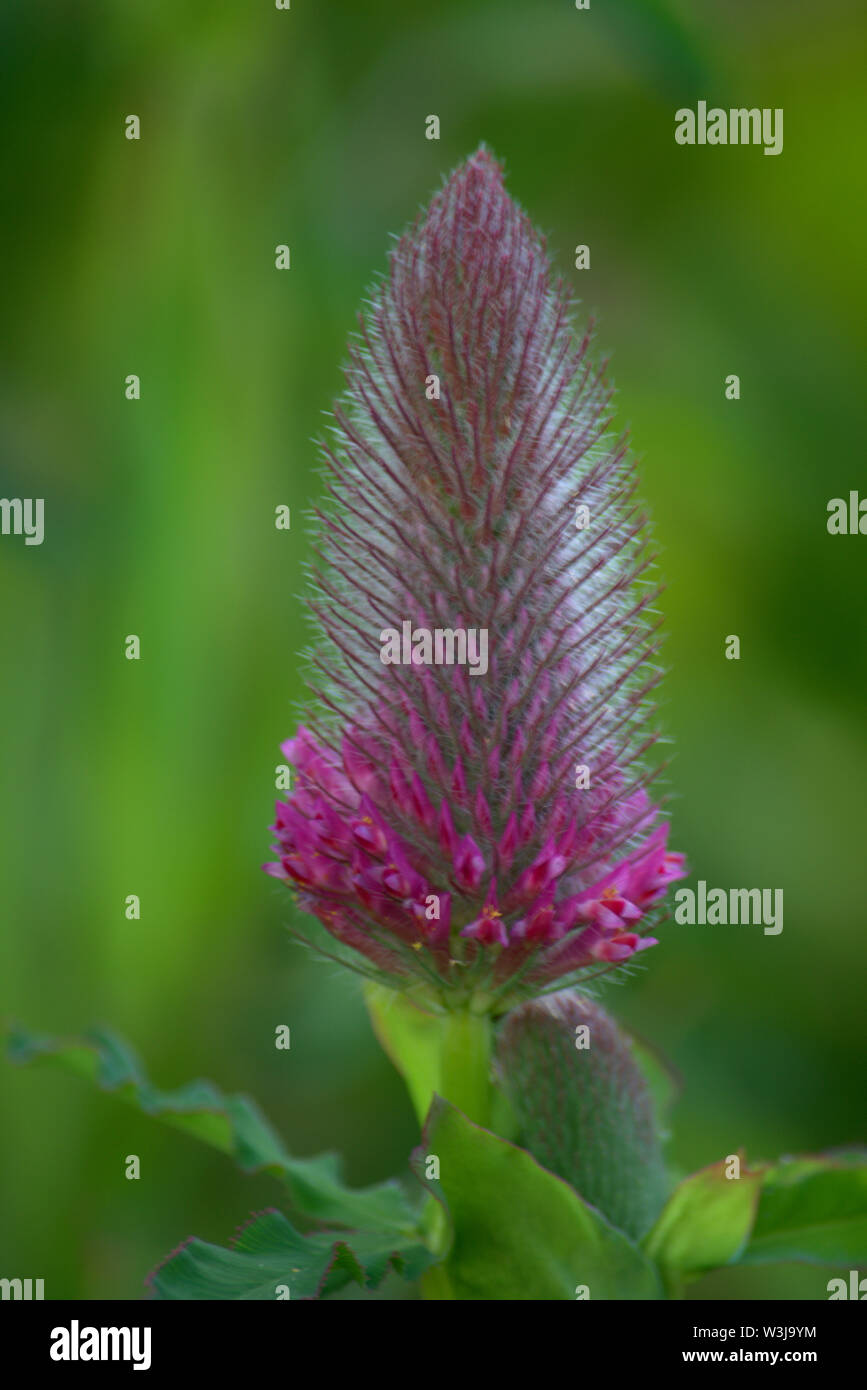 Purple flowers of giant hyssop or agastache, a common herb Stock Photo