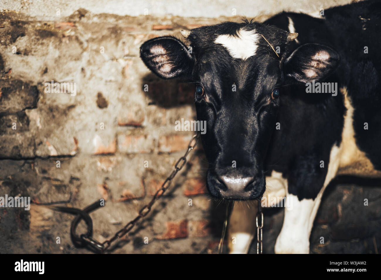Cute young calf lies in straw and looks alert Stock Photo - Alamy