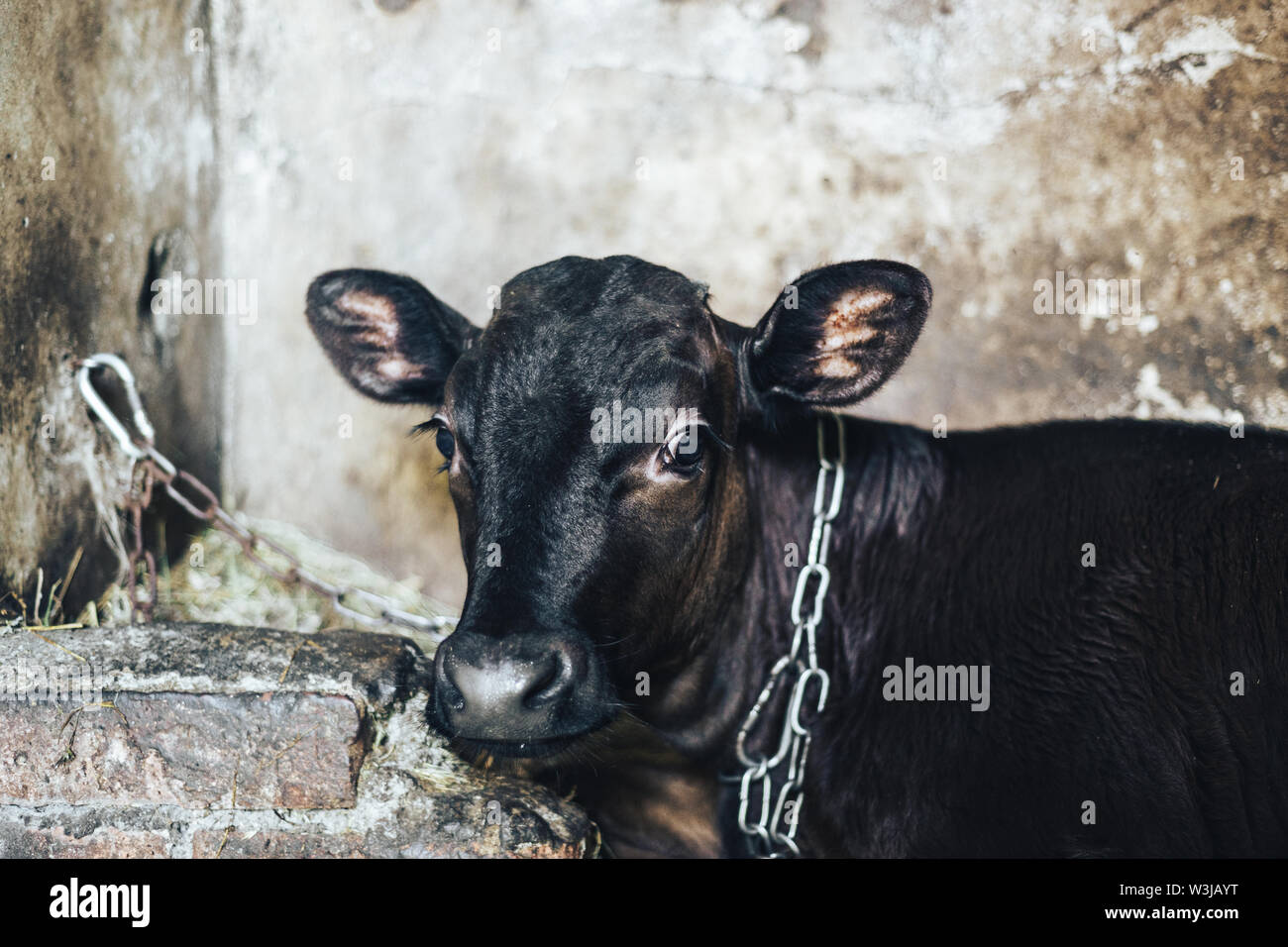 Cute young calf lies in straw and looks alert Stock Photo - Alamy