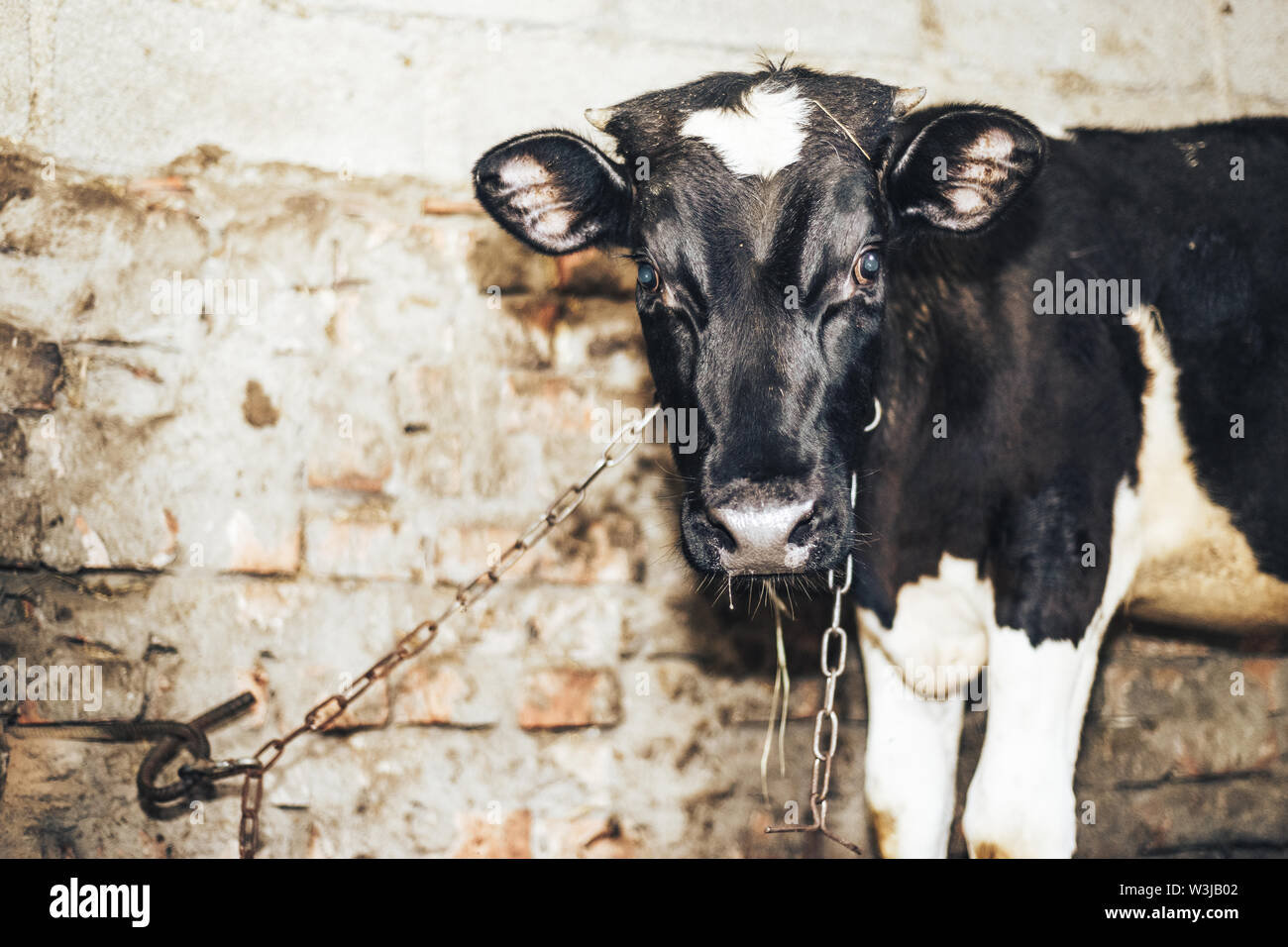Cute young calf lies in straw and looks alert Stock Photo - Alamy