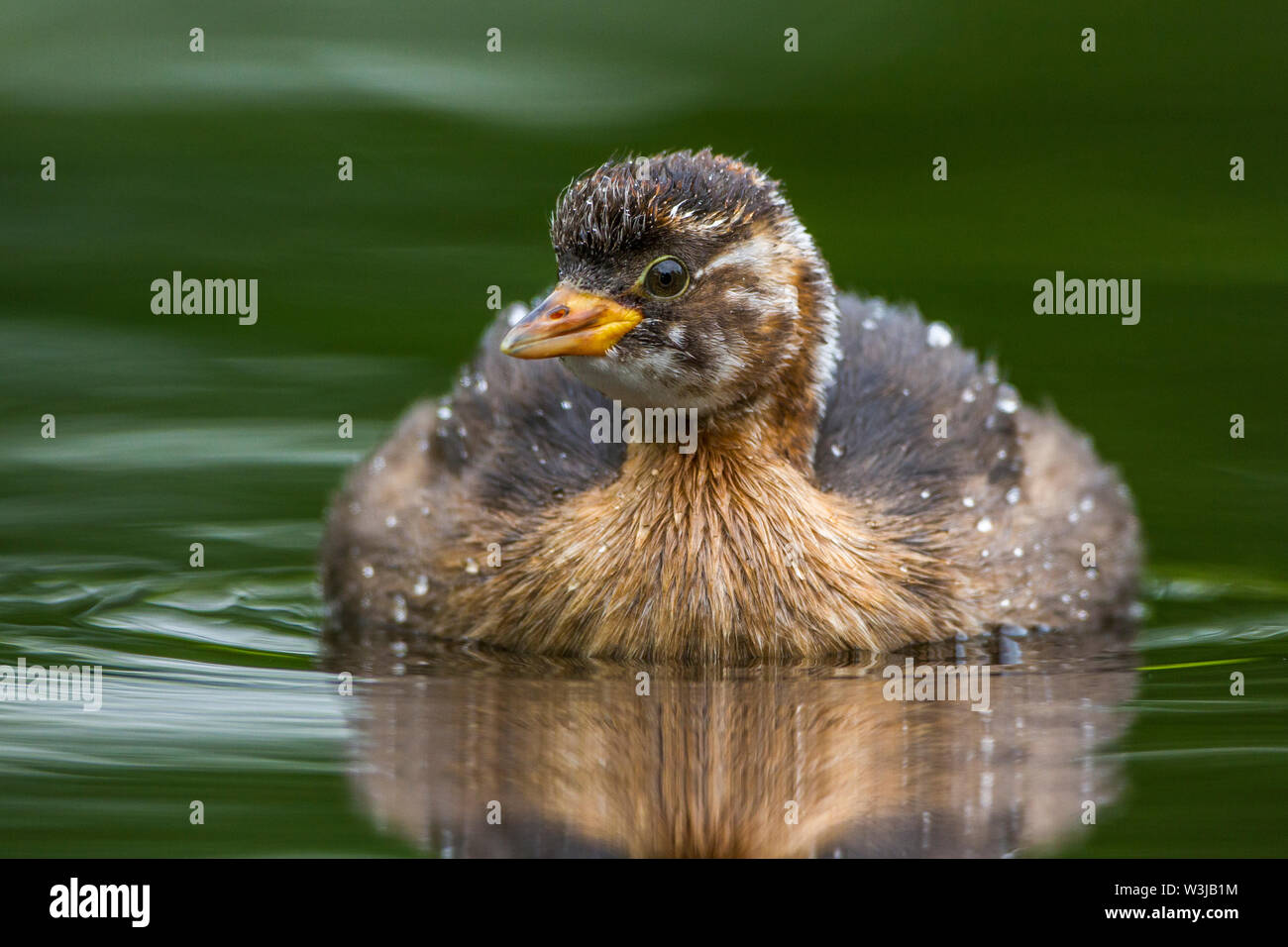 Little grebe, Zwergtaucher (Tachybaptus ruficollis) im Jugendkleid Stock Photo