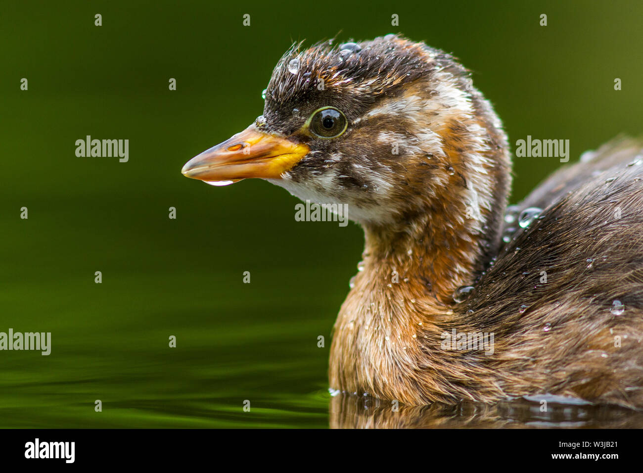 Little grebe, Zwergtaucher (Tachybaptus ruficollis) im Jugendkleid Stock Photo