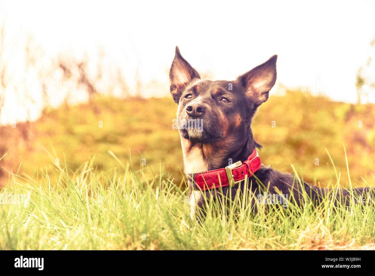 Portrait of a black dog with a red collar in a field Stock Photo Alamy