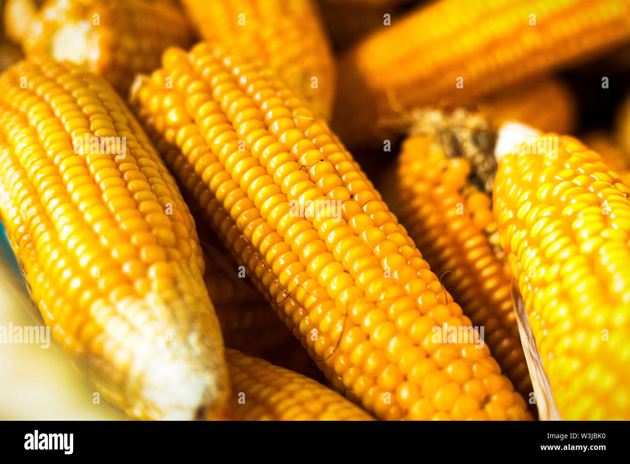 Close up of Fresh Process harvest Dried corn in Nepal Stock Photo