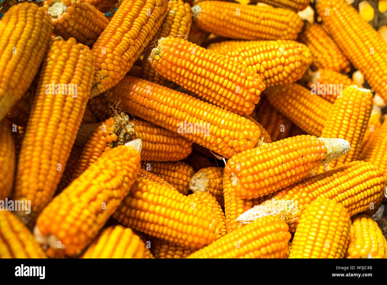 Corn on the cob corn on the farm,Process harvest Dried corn Pokhara Nepal Stock Photo Alamy