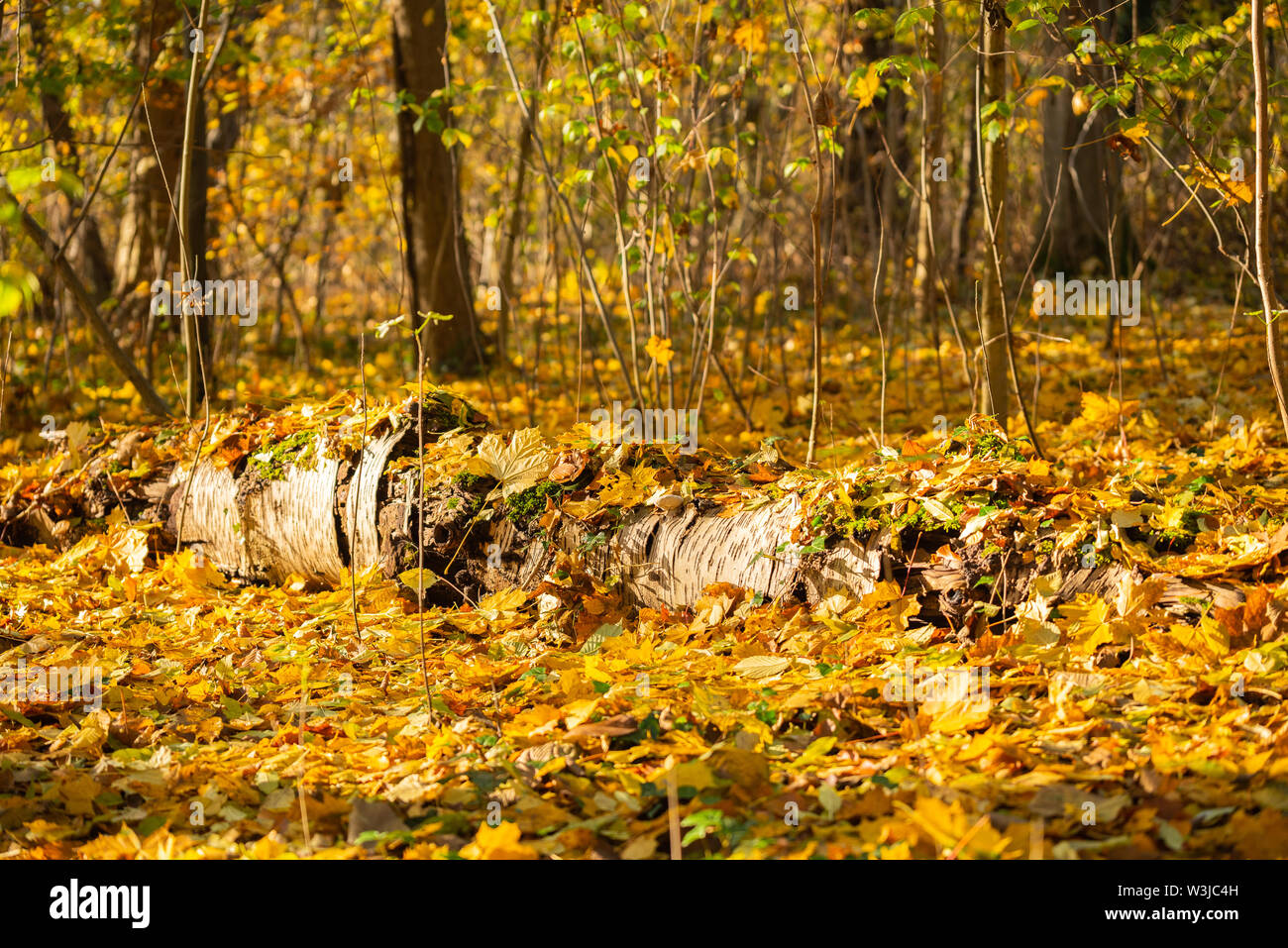 Wald Motive High Resolution Stock Photography and Images - Alamy