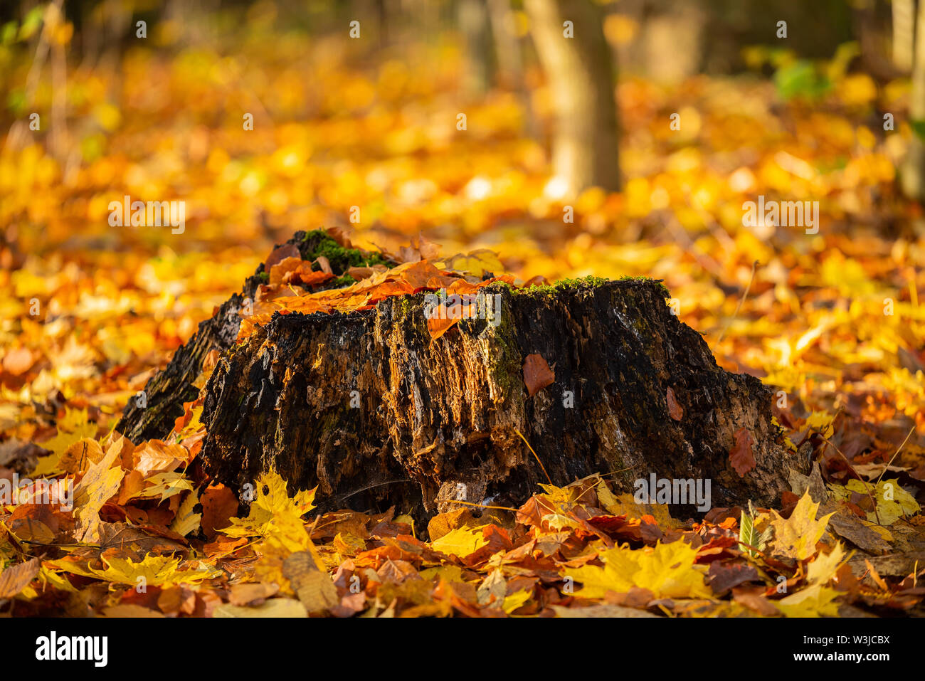 Main motive are old trees and tree stumps Stock Photo - Alamy