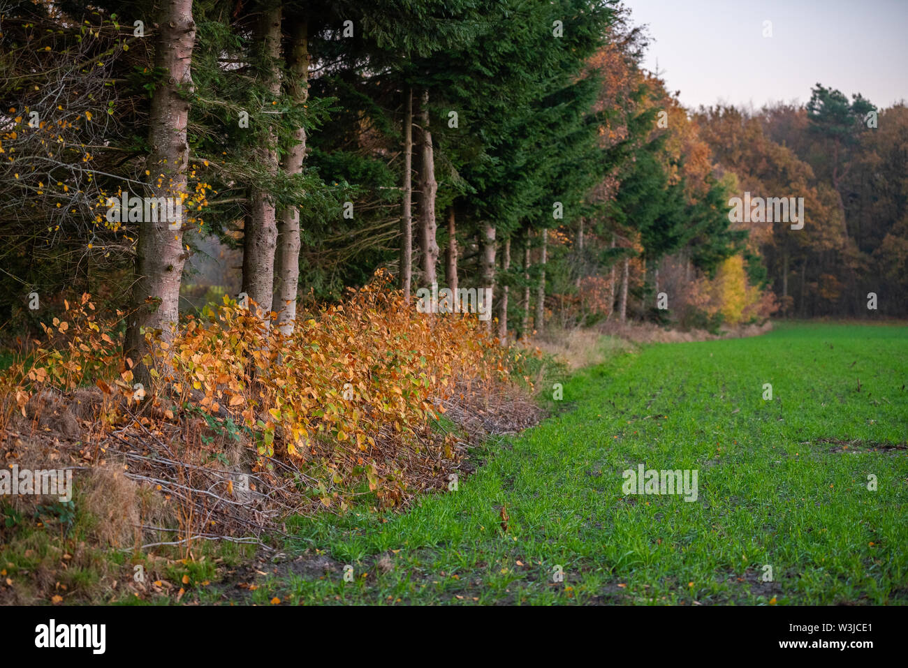A walk through an autumn forest Stock Photo - Alamy