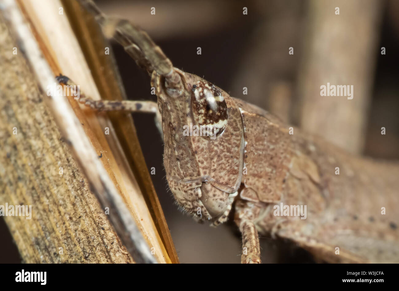Macro Photography of Brown Grasshopper Camouflage on Twig, Selective Focus Stock Photo