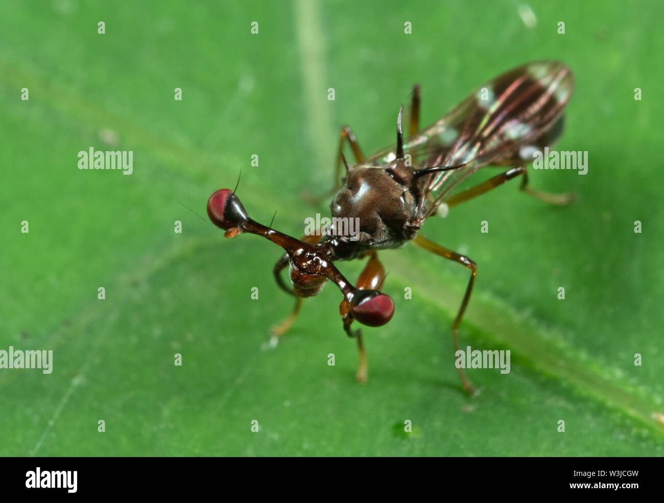 Macro Photography of Stalk-eyed fly on Green Leaf Stock Photo