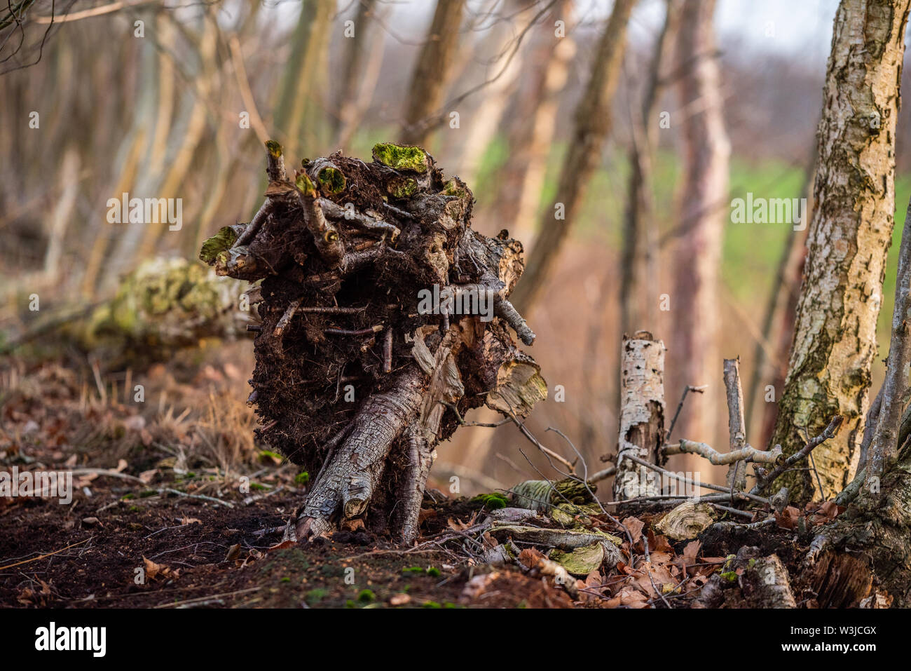 Leaves motive hi-res stock photography and images - Alamy