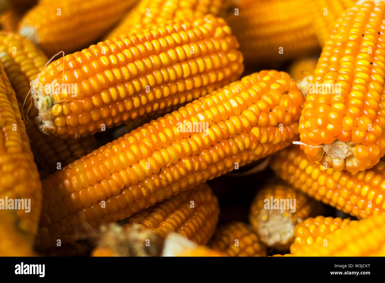 Fresh Process harvest Dried corn with bamboo basket. in Nepal Stock Photo
