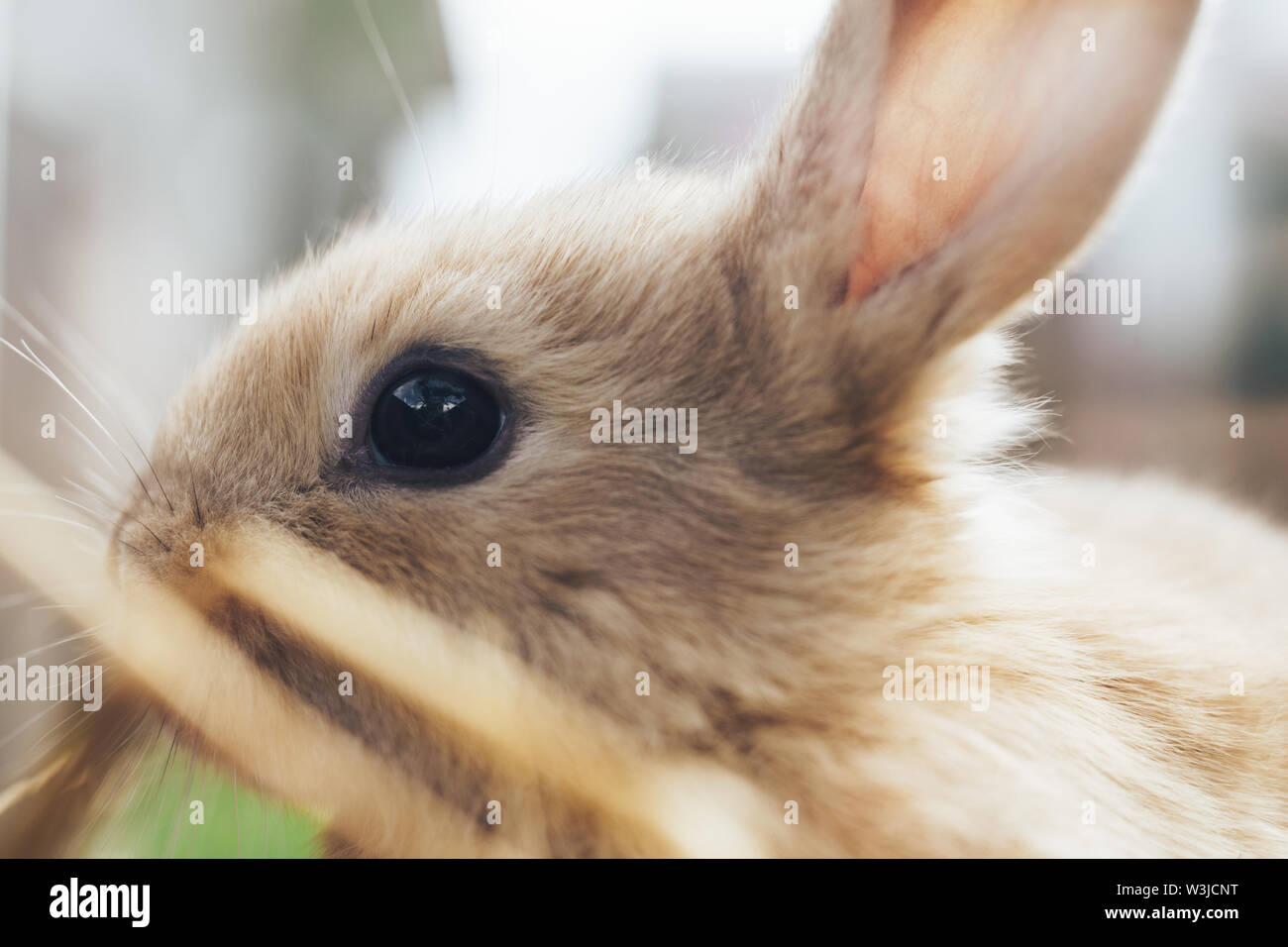 Two straw rabbits hires stock photography and images Alamy