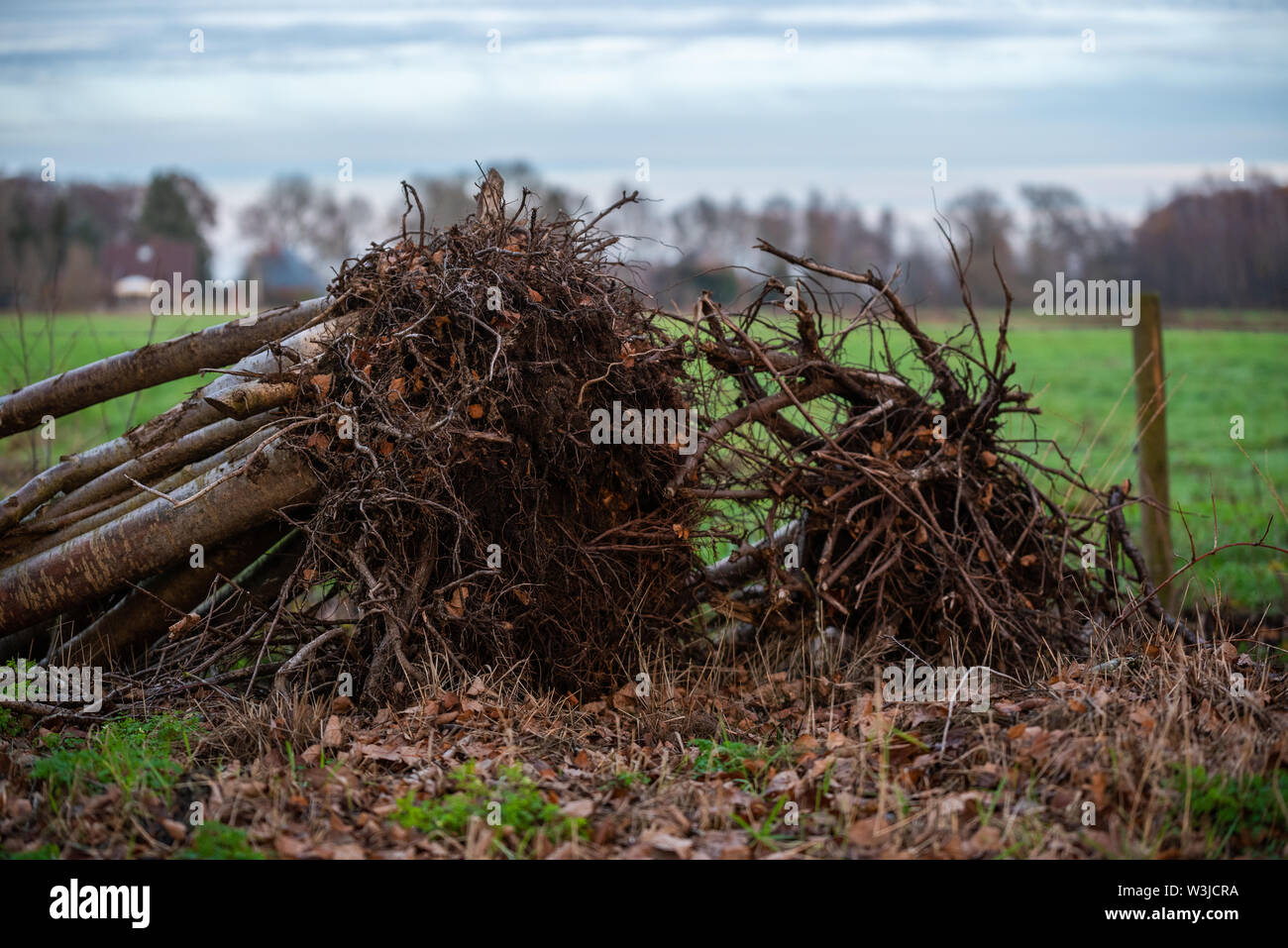 Leaves motive hi-res stock photography and images - Alamy