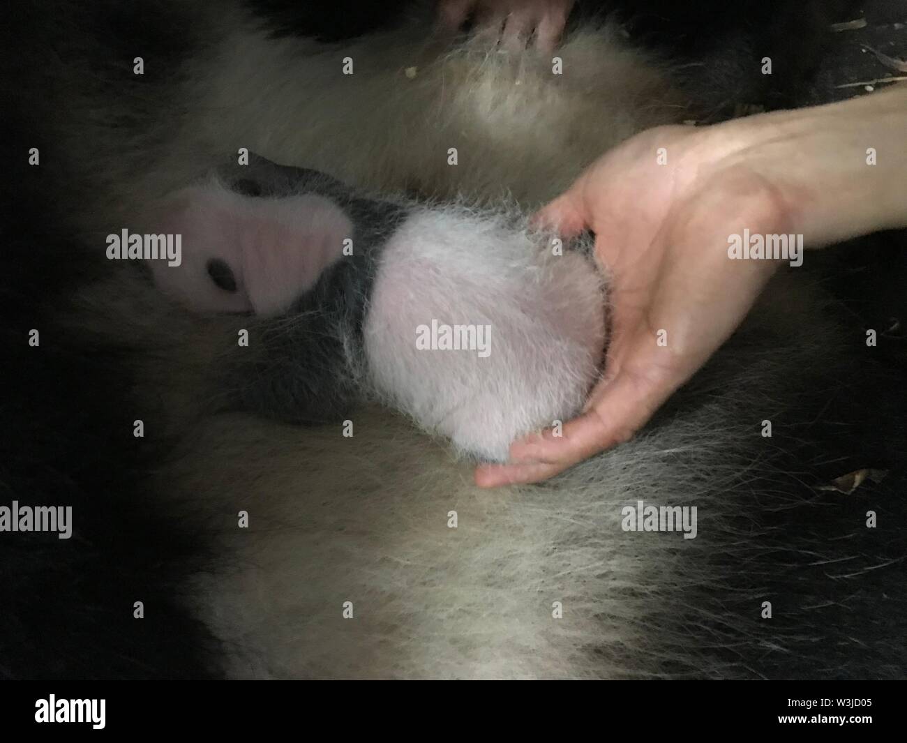 190716) -- CHONGQING, July 16, 2019 (Xinhua) -- A staff member helps giant panda Lanxiang to breastfeed a newly born cub at a zoo in southwest China's Chongqing Municipality, July 12, 2019.