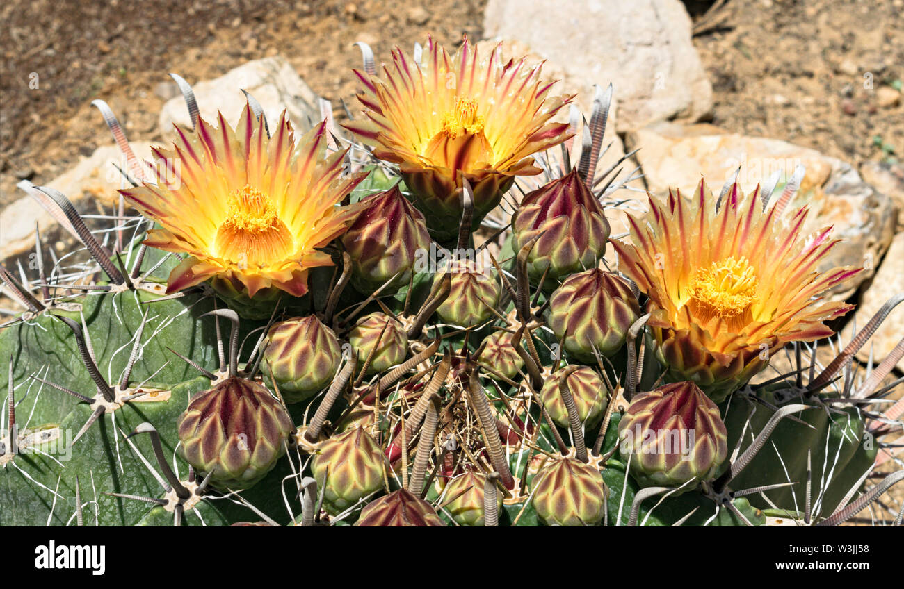 https://c8.alamy.com/comp/W3JJ58/arizona-fishhook-barrel-cactus-closeup-of-three-yellow-and-red-striped-flowers-with-many-buds-and-thorns-in-the-foreground-W3JJ58.jpg