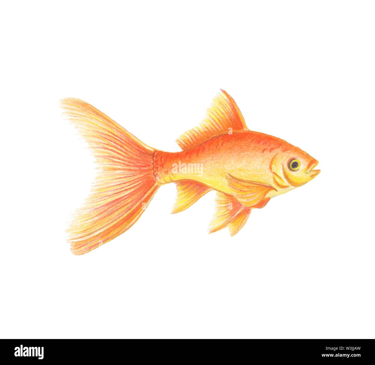 Vector Golden Fish Illustration Realistic Drawing By Colored Pencils Orange Yellow Gold Fish Zoological Illustration Isolated On White Background Stock Vector Image Art Alamy