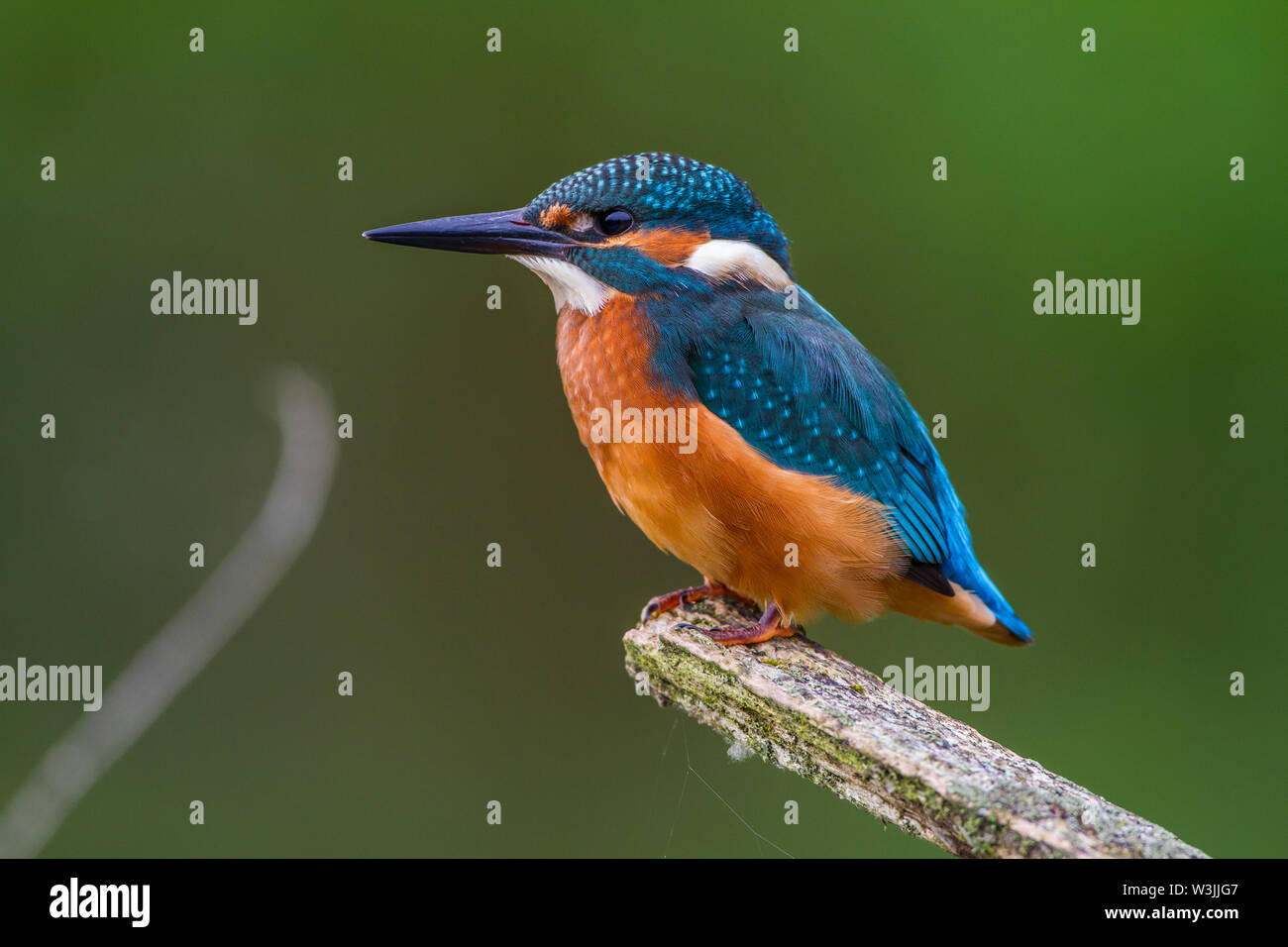 River Kingfisher Eisvogel Alcedo Atthis Stock Photo Alamy